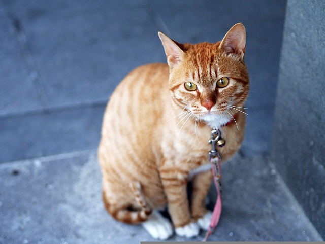 Topadviezen voor de Veiligheid en Beveiliging van je kat