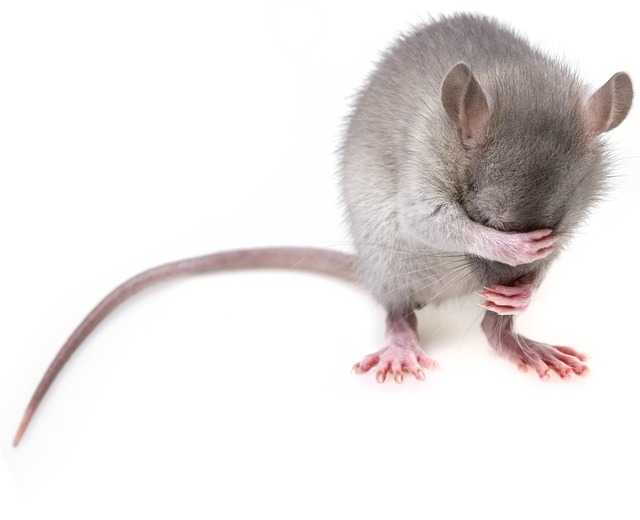 Beveilig uw huis – pand tegen muizen en ratten en kan op diervriendelijke manier