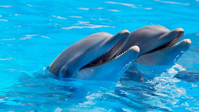 Dolfinarium gezellige dagje uit wat te doen optredens van oa dolfijnen