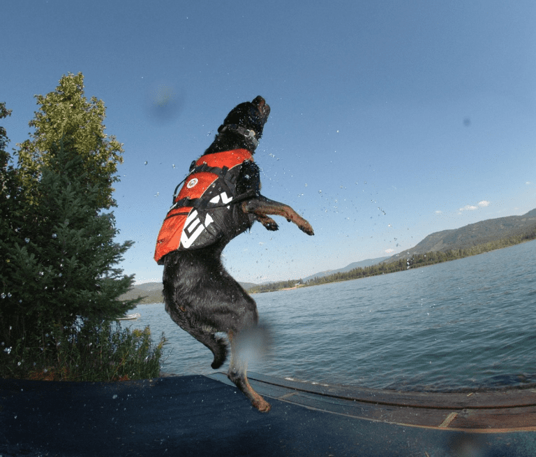 De beste zwemvesten voor honden